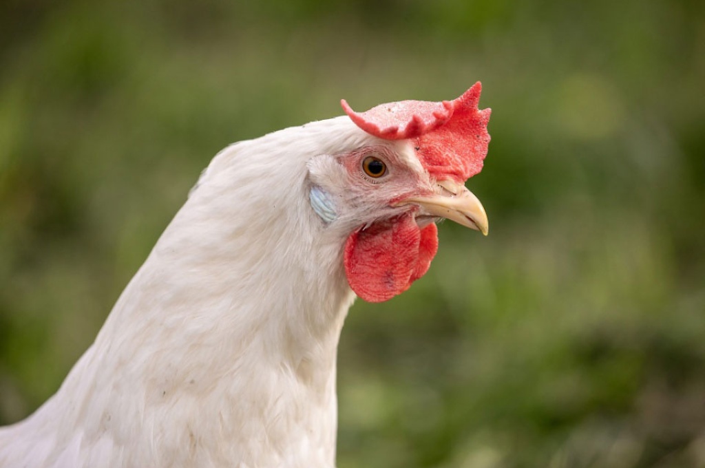 jost-9